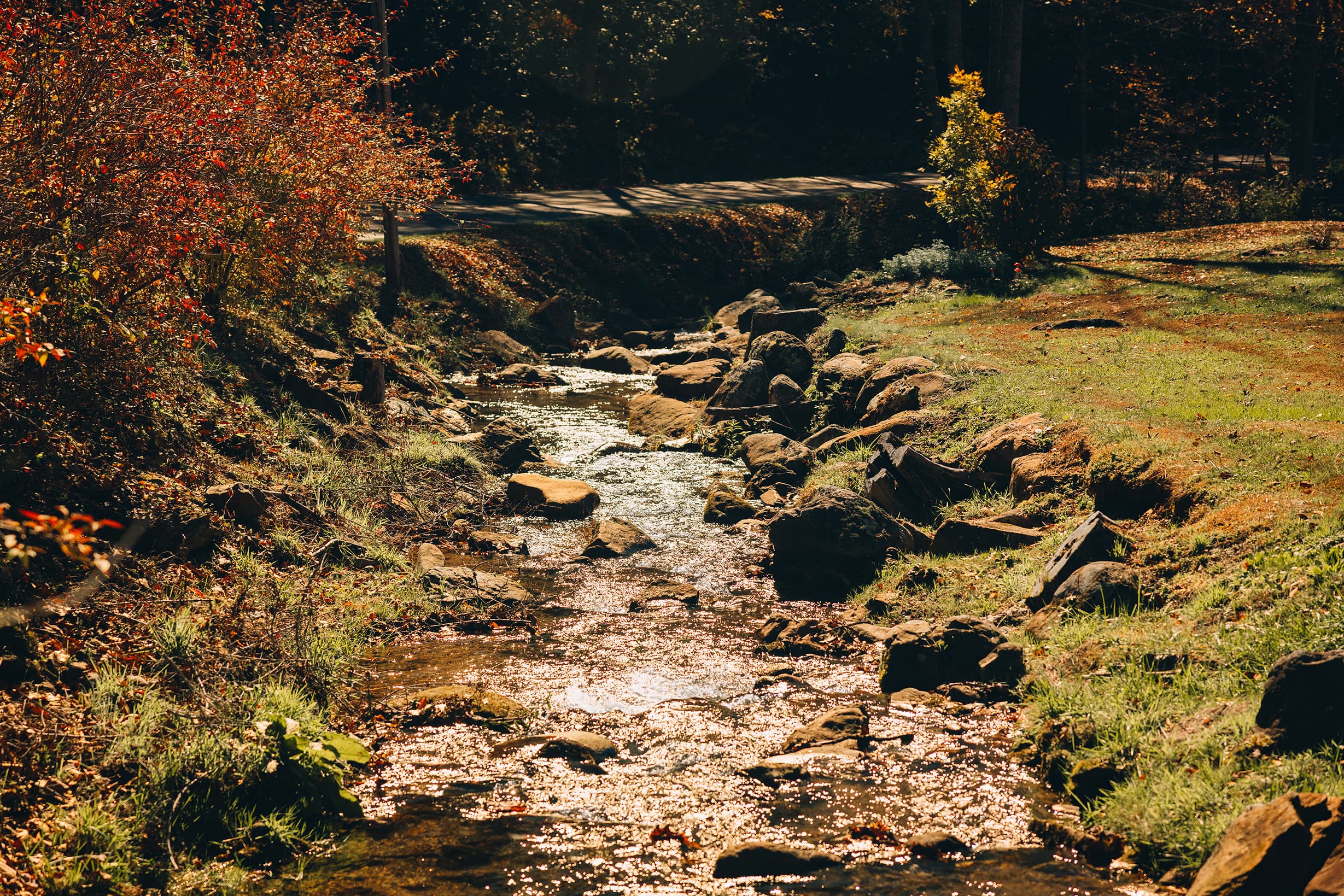 Wide view of the clear, rushing waters of Lands Creek surrounded by lush forest and native rhododendrons in Bryson City, NC.