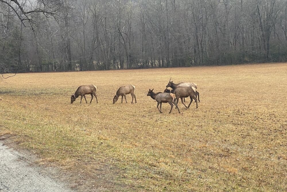 A group of elk grazes in an open field surrounded by trees.