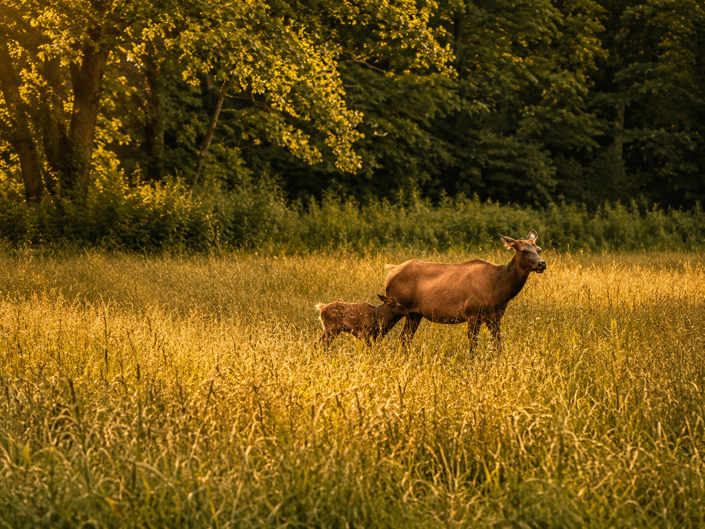 A mother deer stands in a sunlit field while her fawn nurses.