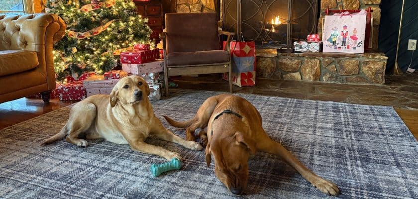 Two dogs laying on the floor near a decorated Christmas tree beside the stone fireplace at Three Little Bears Retreat in Bryson City.