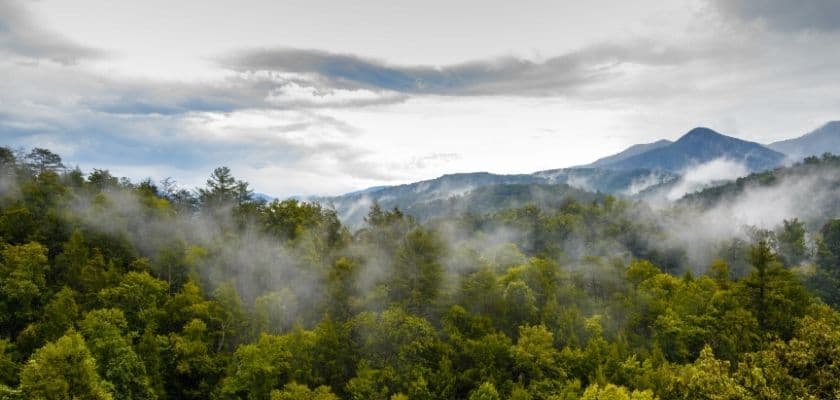 Lush green forests blanketed in mist under a cloudy sky.