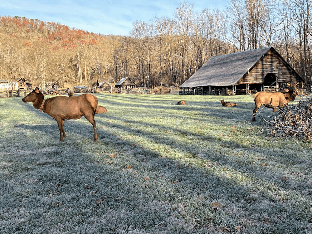 A group of cows grazing in a frosty field near a rustic barn and trees with autumn foliage.